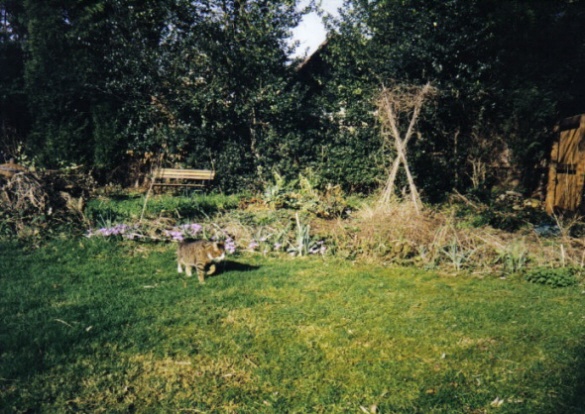 The Veg Plot in Spring 1996 - Part II