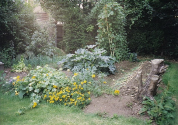 The Veg Plot in Summer 1998